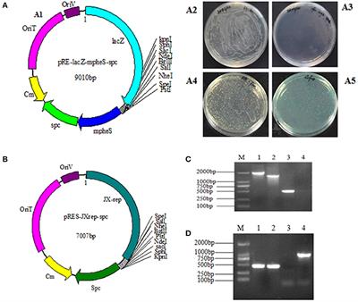 The Role of the Regulator Fur in Gene Regulation and Virulence of Riemerella anatipestifer Assessed Using an Unmarked Gene Deletion System